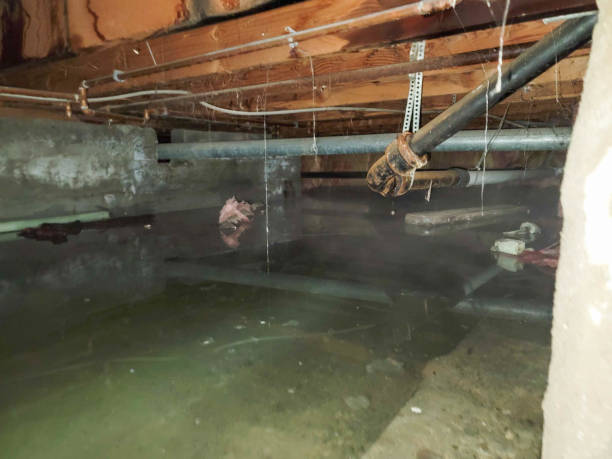 Best Basement water damage restoration  in Greenup, IL