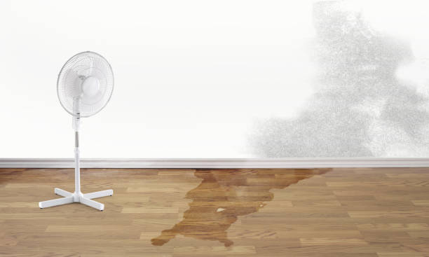 Best Ceiling water damage repair  in Greenup, IL