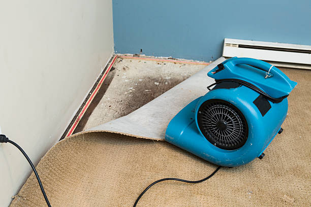 Best Flood restoration services  in Greenup, IL